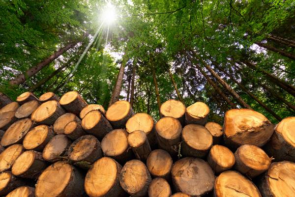 Achat de bois, Ambert, Exploitation Forestière Chanal Eric