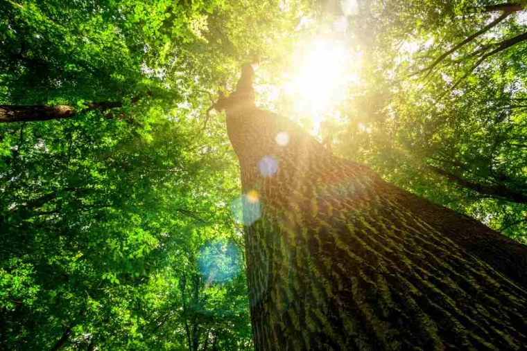 Reboisement de forêt, Clermont-Ferrand, Exploitation Forestière Chanal Eric