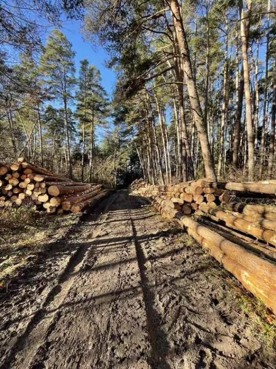 Achat et exploitation d'une parcelle boisée vers Ambert