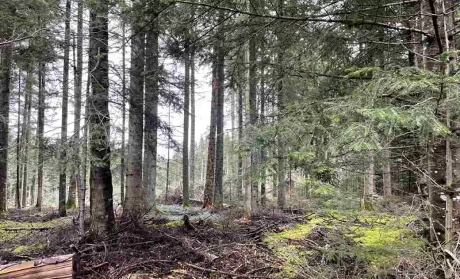 Gestion forestière, Clermont-Ferrand, Exploitation Forestière Chanal Eric