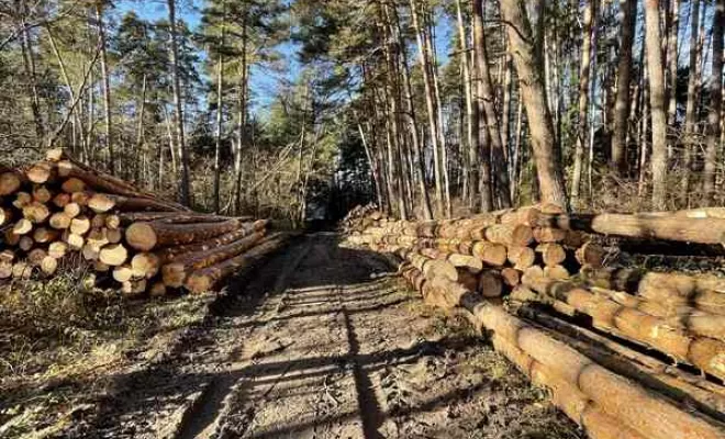 Gestion forestière, Clermont-Ferrand, Exploitation Forestière Chanal Eric